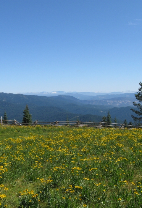 a landscape of a meadow covered in yellow flowers with hills in the background