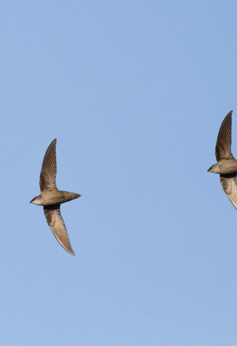 Two chimney swifts flying in the sky