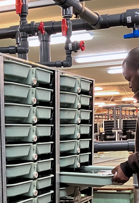 A man looking inside of a tray inside of a fish hatchery