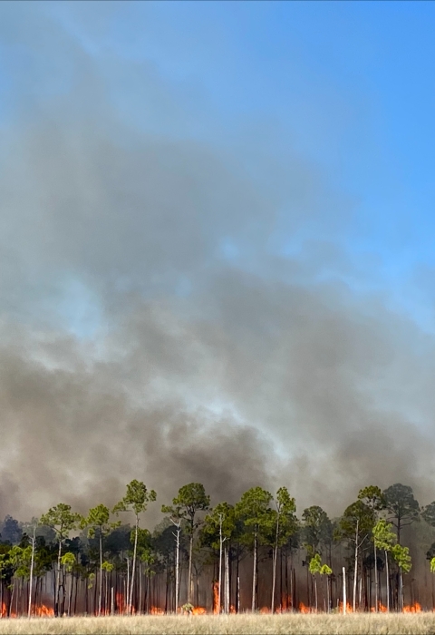 Prescribed burn in pine trees