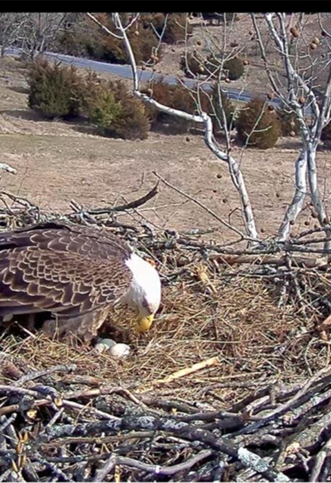 Eagle with three eggs in nest