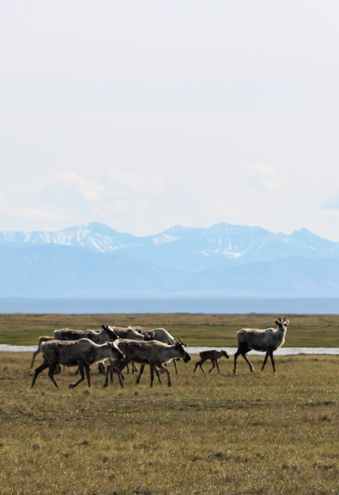 dozen caribou females and their calves on tundra with mountains in the distance