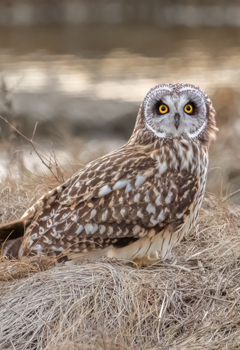 Image of a short-eared owl
