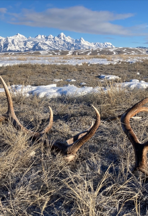 a small collection of shed antlers on a patch of dead grass. Behind, a snow-capped mountain range.