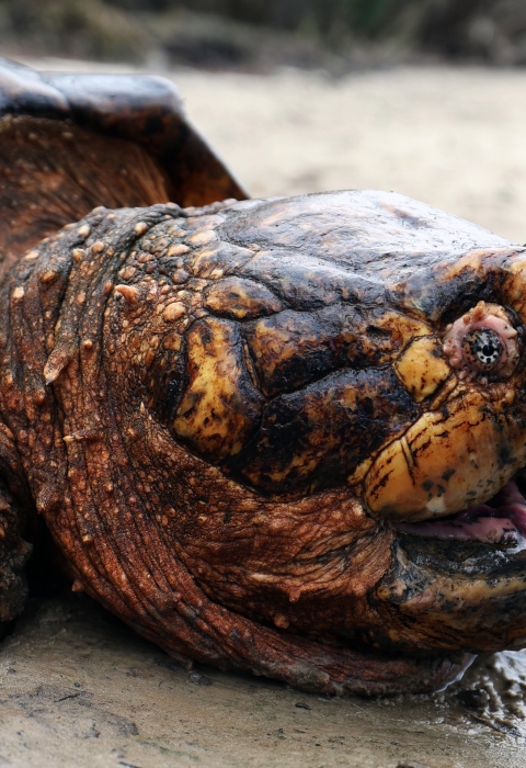 A large male Suwannee alligator turtle lays on the riverbank of the Suwannee River.