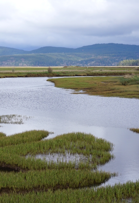 Wetland waterway meanders through greenery, with hills in the background on an overcast day.