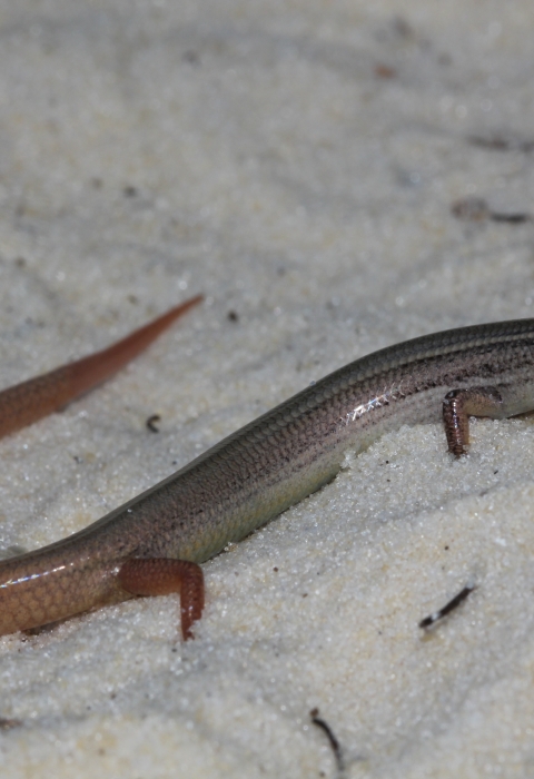 Cedar Key mole skink in the sand.