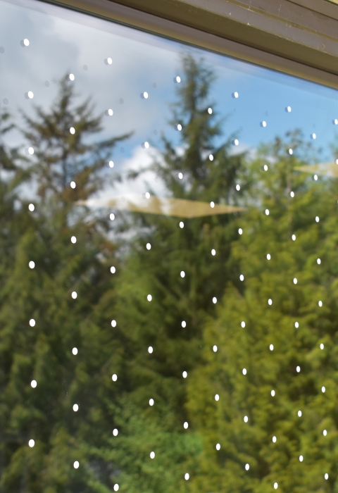 Picture of treated window at Nestucca National Wildlife Refuge. There are white dots spaced two inches apart and trees can be seen in the window's reflection.
