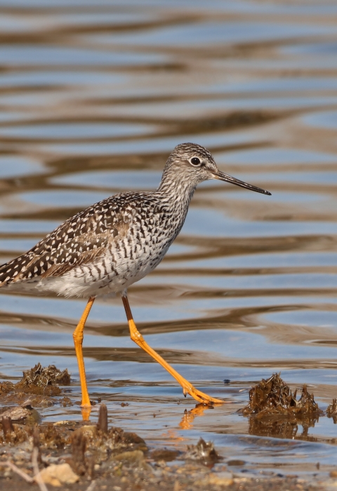 A Greater Yellowlegs by the water within the Huron Wetland Management District.