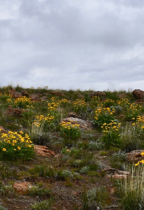 A hillside covered in plants with yellow flowers.