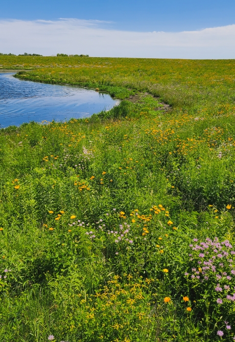 Blue sky with an abundance of wildflowers growing along the water.