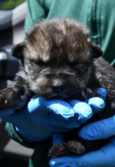 A gloved hand holds a newborn wolf pup
