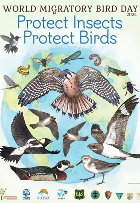 World Migratory Bird Day Poster 2024