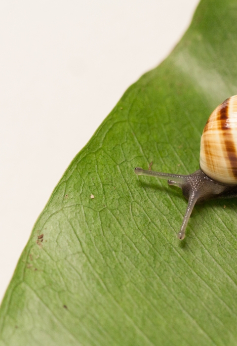 An Oahu tree snail on a leaf