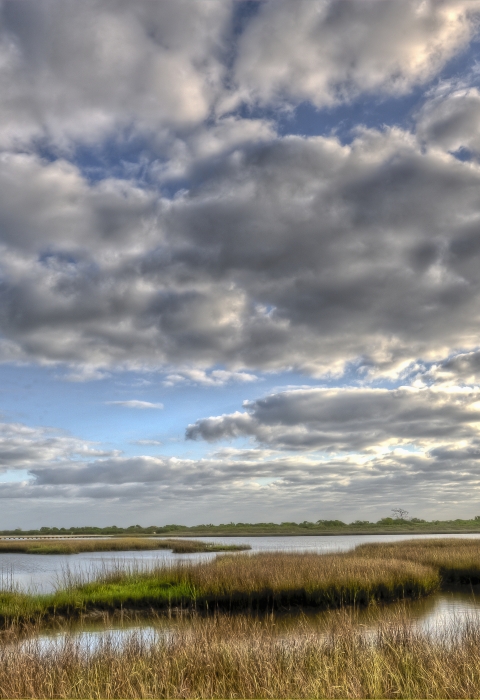 Coastal marsh with grass and marsh grasses