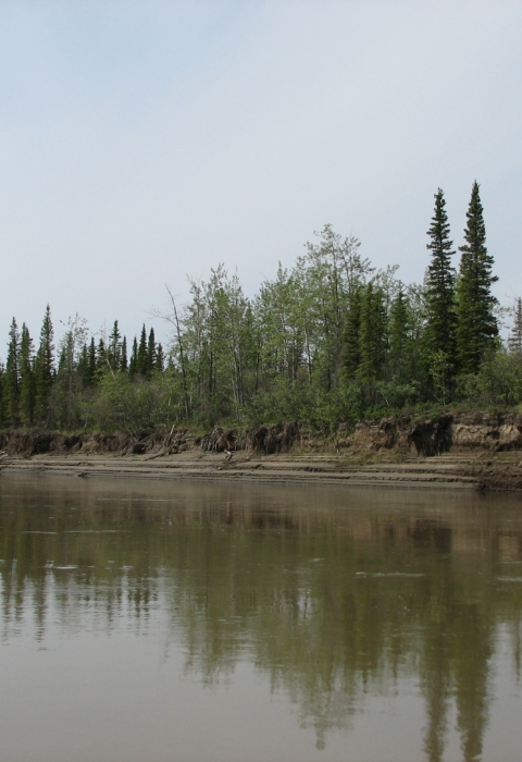 River with the river bank in the background with trees and brush. The riverbank, trees and brush are reflected in the water.