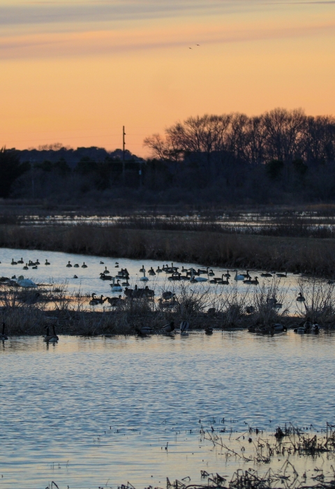 Wetland with birds in low light