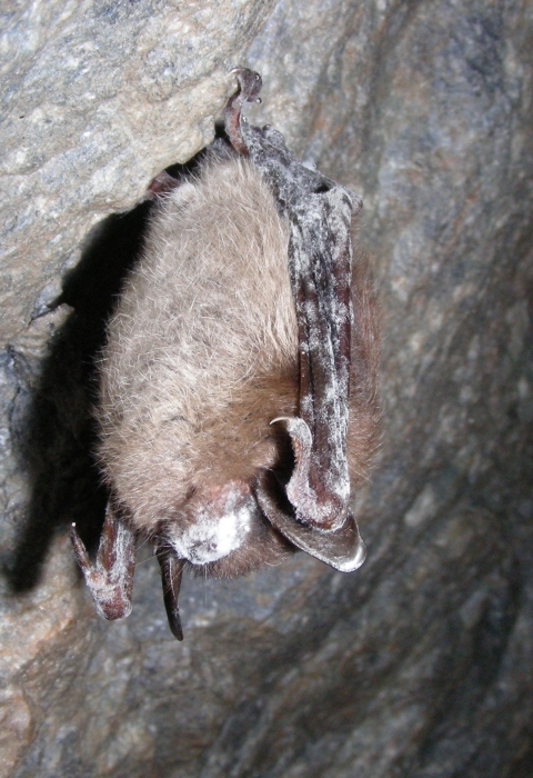 Little brown bat hangs from a cave ceiling with white fungus coating its face and wings.