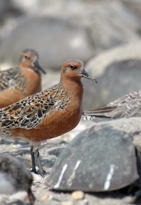 birds with orange chests and mottled brown backs on a beach with horseshoe crabs