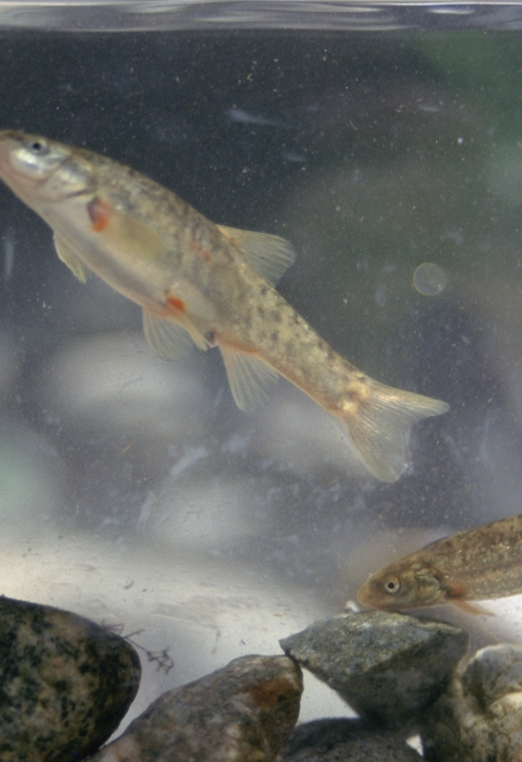 two brown fish swimming near stones