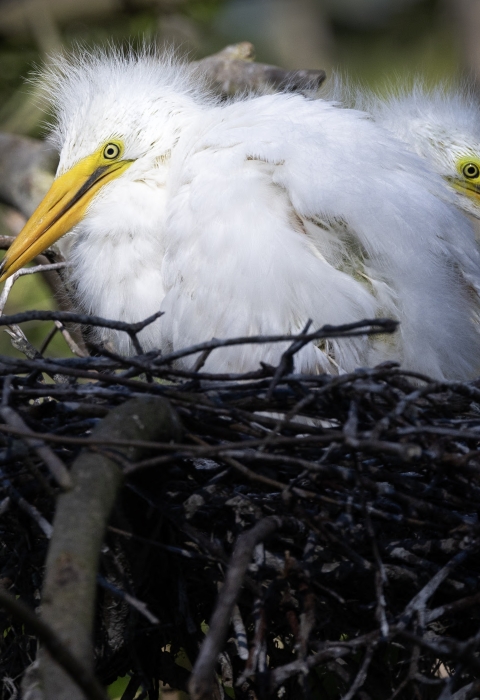 Baby great egrets thrive in a rookery at the Okefenokee National Wildlife Refuge.