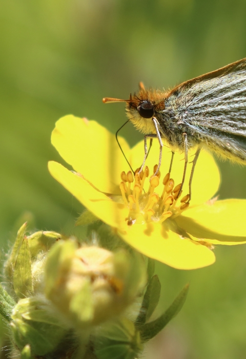 Poweshiek skipperling sipping nectar