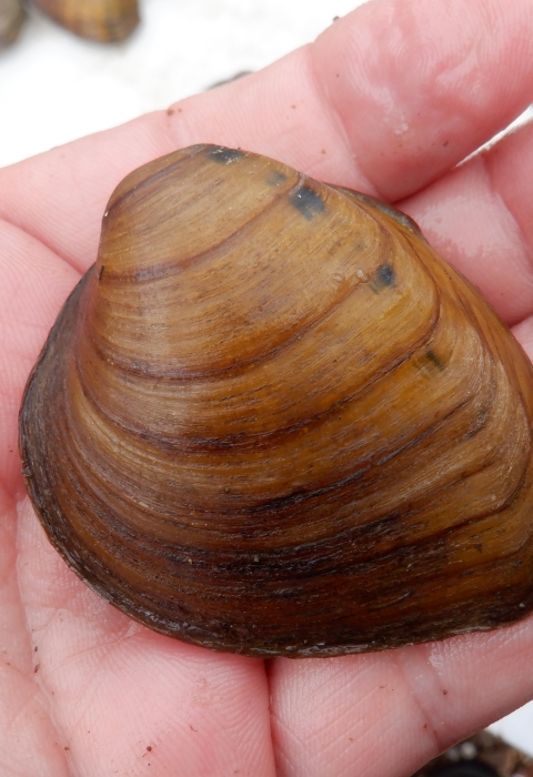 close up of a freshwater mussel laying in a person's hand