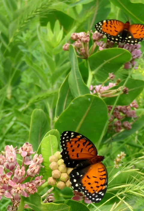 Regal fritillary butterflies on plants