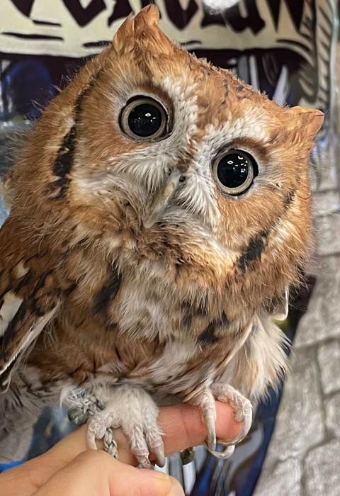 Luna, our owl ambassador, perches on a biologists finger.