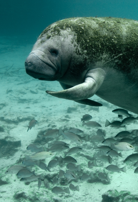 Manatee resting in a body of water with a school of mangrove snappers..
