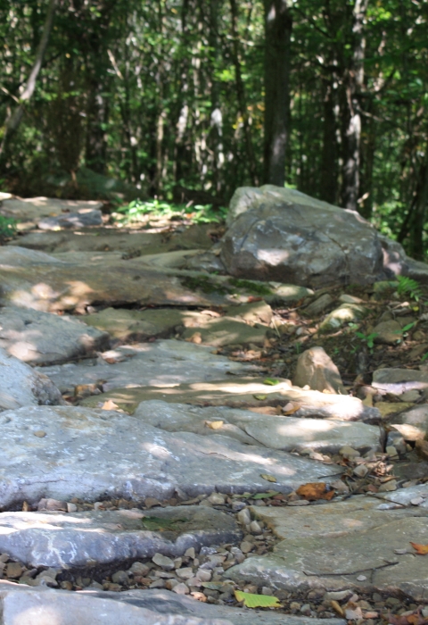 An image of a hiking trail through a forest paved with rocks.