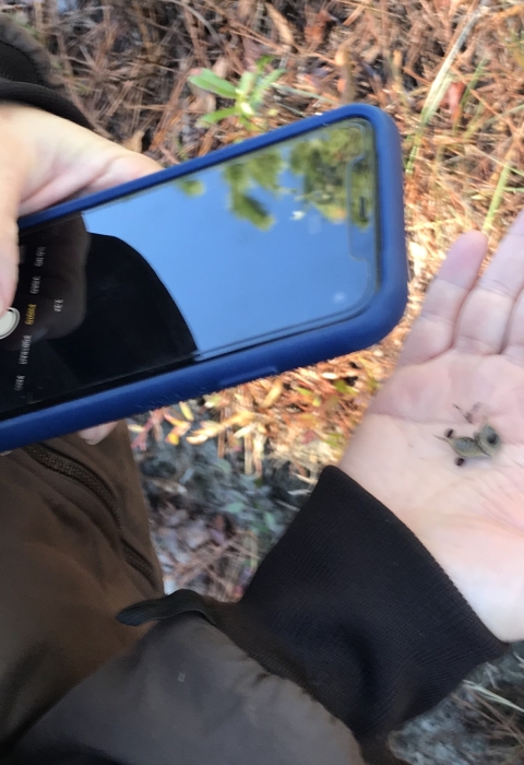 April Punsalan, a Service botanist, examines hairy rattleweed seeds.