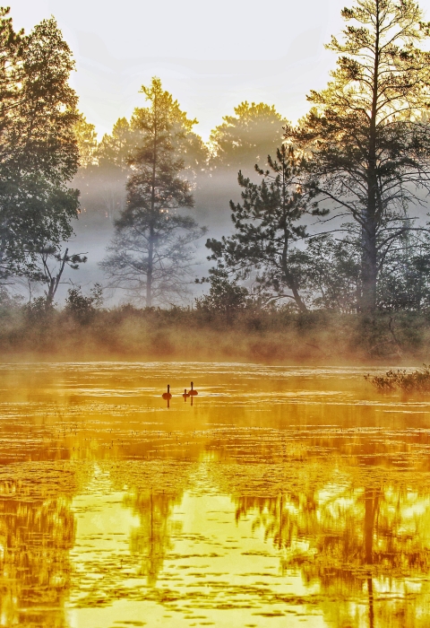 Foggy morning day on a refuge pool