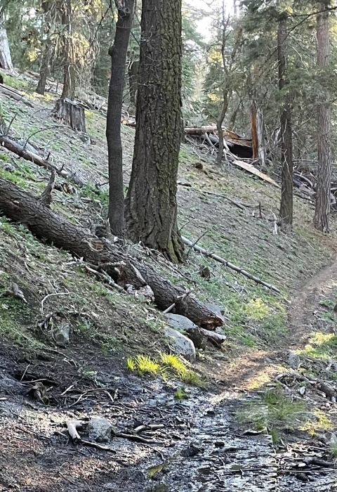 a trail crosses a muddy spot on a sparsely wooded trail as the sunlight casts rays through the trees.