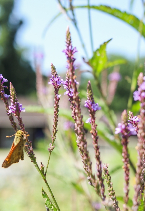 Two butterflies on purple flowers with a building in the background