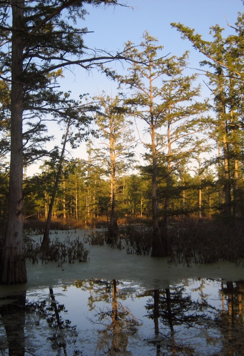Trees growing out of wetland lit up with sun with blue sky in background