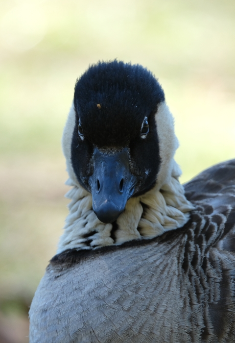 A nēnē goose looks forward.