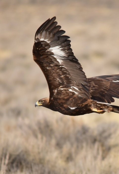 Golden eagle in flight.