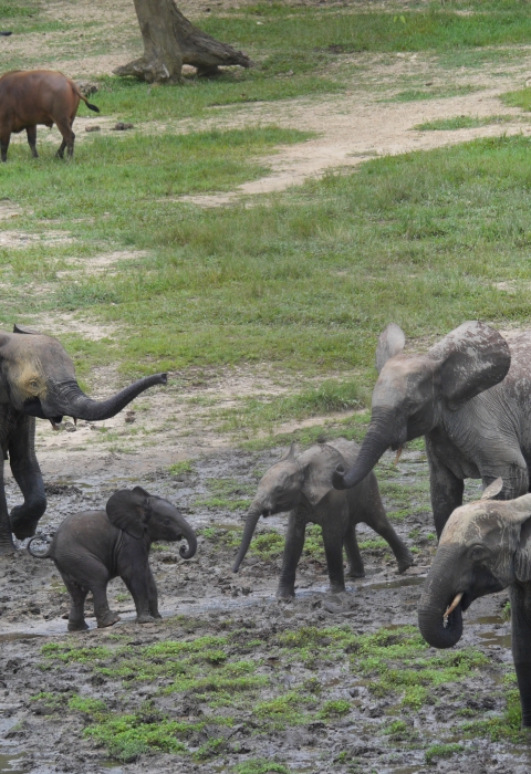 A small group of African forest elephants, including two calves, stand on a grassy field with mud patches. There is a warthog in the distance.