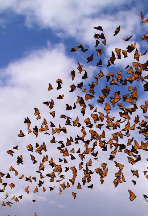 Group of monarchs migrating in the sky