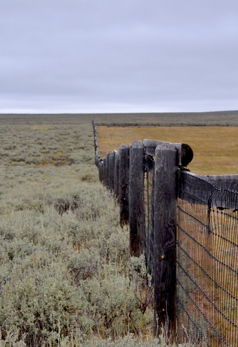 fence running through a landscape with green sagebrush covering the left of the fence and brown grazed grass on the right side