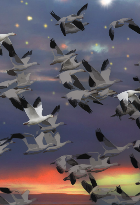 Photo art of snow geese flying with a sunset in the background