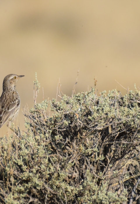 birds sitting on sagebrush bush