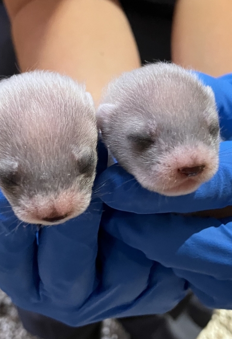 Two small black-footed ferret kits being held by staff 