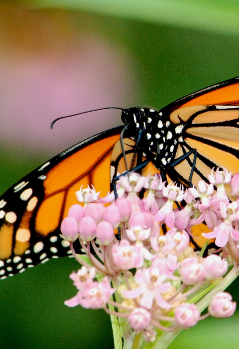 A monarch butterfly sips nectar from a swamp milkweed flower