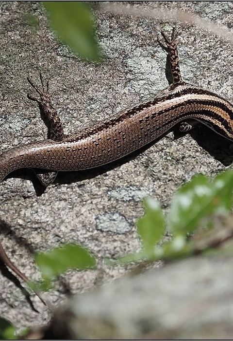 a brown skink on a rock