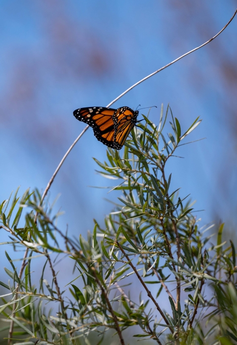 a Monarch butterfly on a green plant