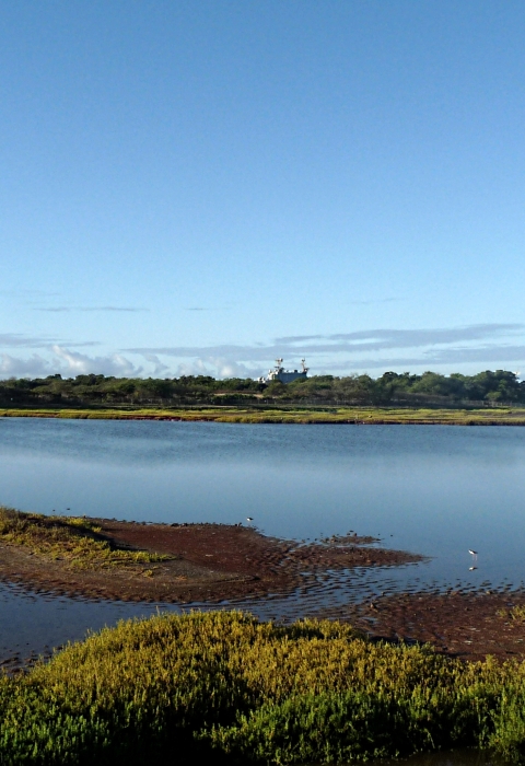 A landscape shot of Pearl Harbor National Wildlife Refuge