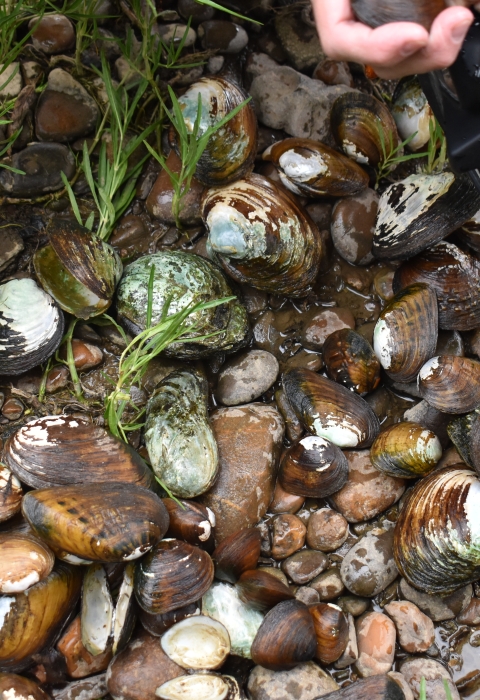 A pile of freshwater mussels on the bank.