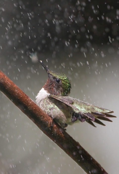 A hummingbird perches on a branch, looking delighted in the rain.